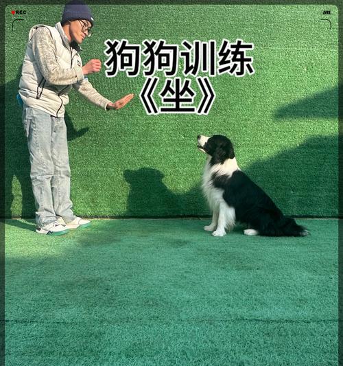 如何有效训练你的狗狗（让你的狗狗成为听话的好伙伴）