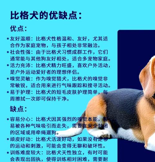 比格幼犬夜晚的睡眠时长（揭秘比格幼犬夜晚睡眠的奥秘）