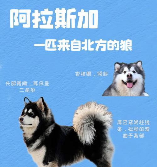 成年阿拉斯加打虫的时间和方法（为你的成年阿拉斯加定期进行打虫是多么重要）