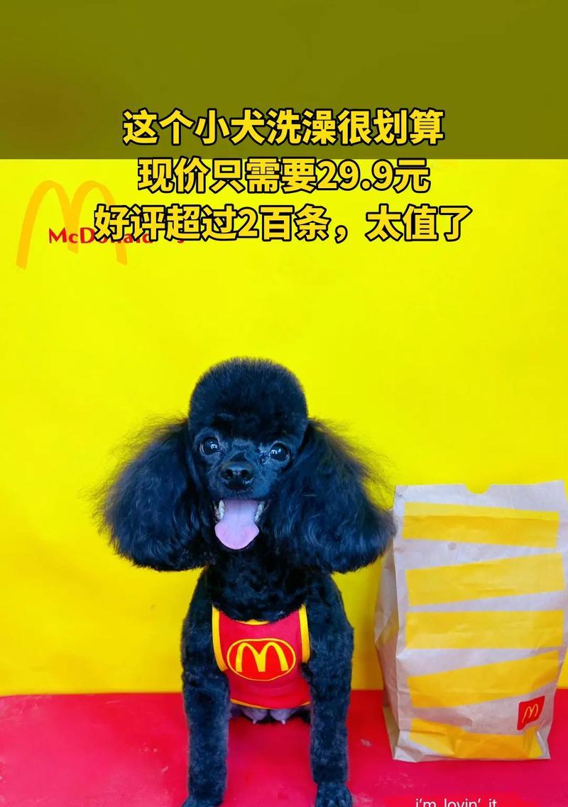 比熊狗的洗澡频率究竟是多久一次？（解密比熊狗洗澡的最佳频率与关键因素）