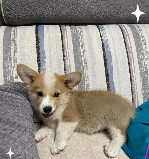 犬冠状病毒的存活能力及影响因素（探索犬冠状病毒的存活时间和其相关因素）