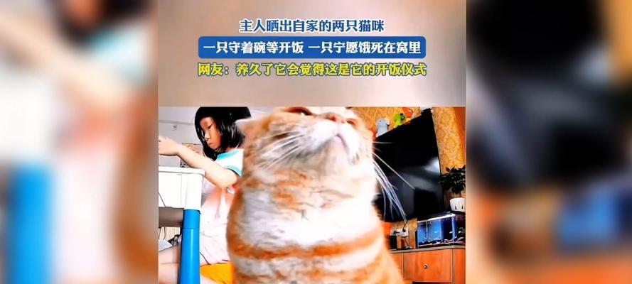 小猫的寿命与俄死（揭秘小猫生命周期及其相关因素影响寿命）