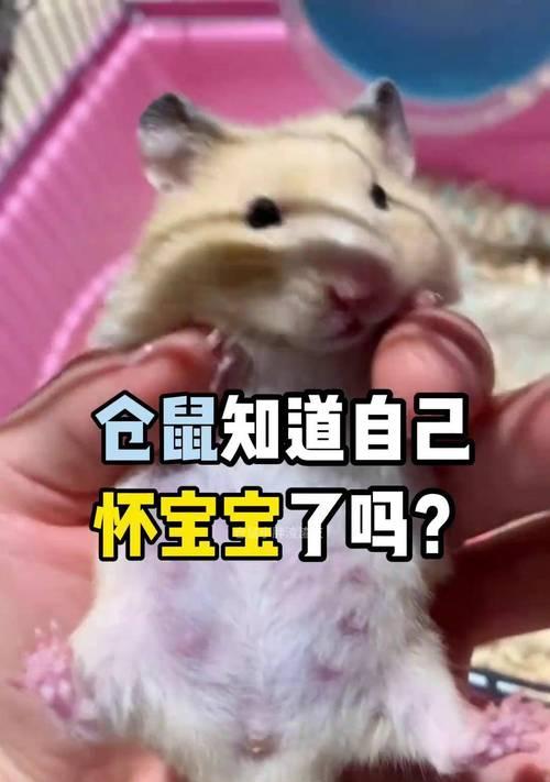 仓鼠的繁殖周期及怀孕时间（了解仓鼠的生育特征及繁殖周期，适时繁衍后代）