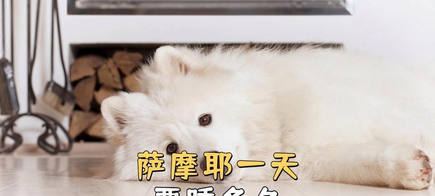 成年狗狗的睡眠需求（了解狗狗的睡眠习惯，满足它们的休息需求）