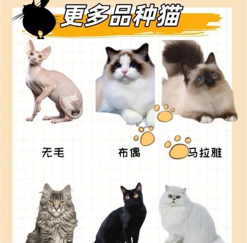 英短与美短（探究英短与美短品种猫咪的差异）