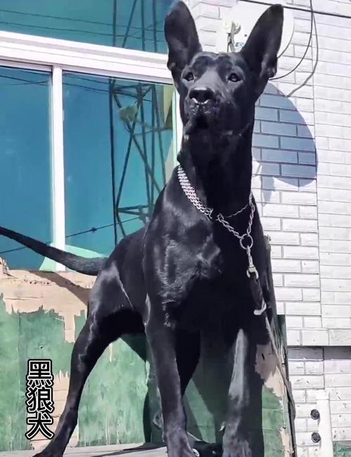 狗狗成长时间的解密（狗狗成长的关键期是什么？——年龄是个谜题）