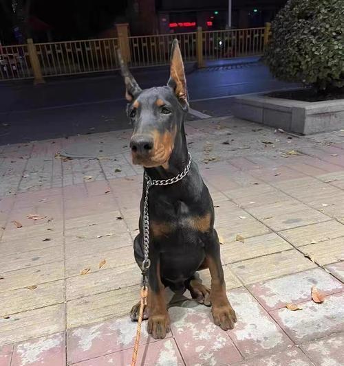 如何训练杜宾犬耳朵立起来（掌握关键技巧，让你的杜宾犬拥有立耳美貌）