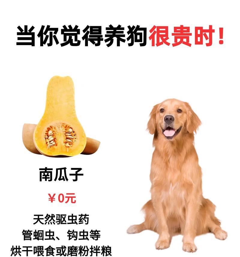 烧钱指南（揭秘狗狗世界中的富豪们，看谁最能烧钱）