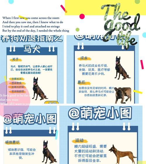 如何挑选到高质量的马犬？（选择正确的血统，打造理想马犬）