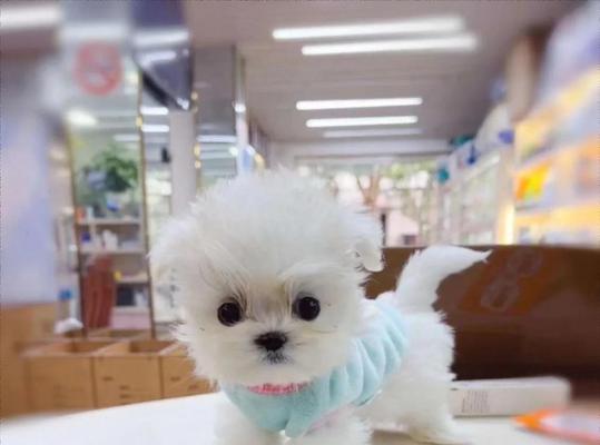 为什么不建议新手饲养比熊犬？（六大原因告诉你再便宜也不要上当）