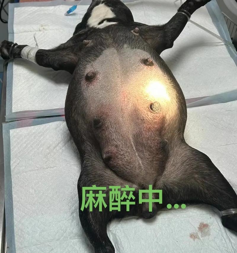 法斗怀孕后肚子多久变大？（探寻法斗孕育过程中肚子的变化和持续时间）