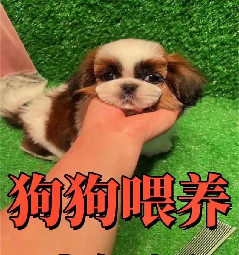 泰迪狗吃泡的狗粮需要多久？（泰迪狗粮消化时间和适当饮食计划）