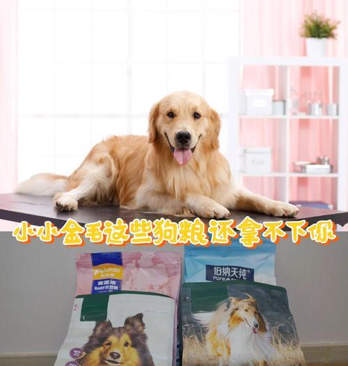 明星养金毛，爱与责任并存（名人金毛日记）