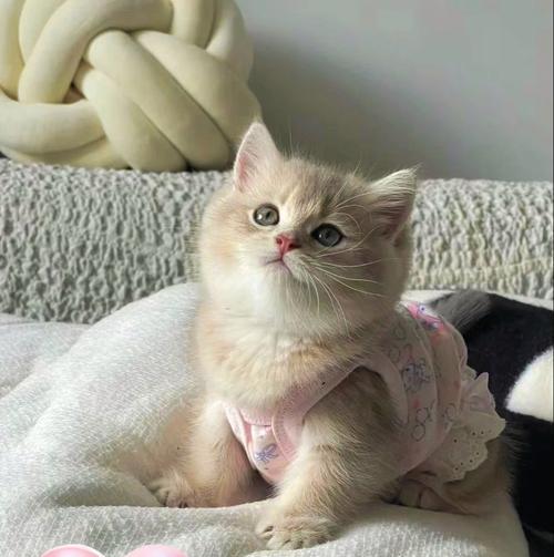 五种不适合打工人养的昂贵猫（以什么猫比较贵？打工人养猫的五大难题）