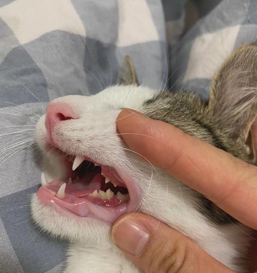 如何处理猫咪口臭问题（探索牙周疾病的迹象与治疗方法）