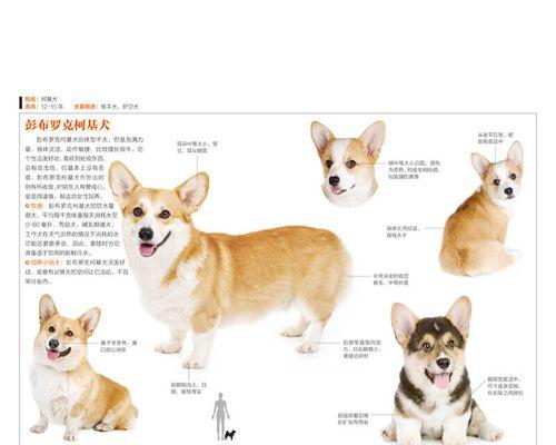 狗狗品种大揭秘（了解各类狗狗品种，选择最适合你的宠物伴侣）