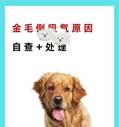 狗狗常见疾病及防治措施（了解你的宠物）