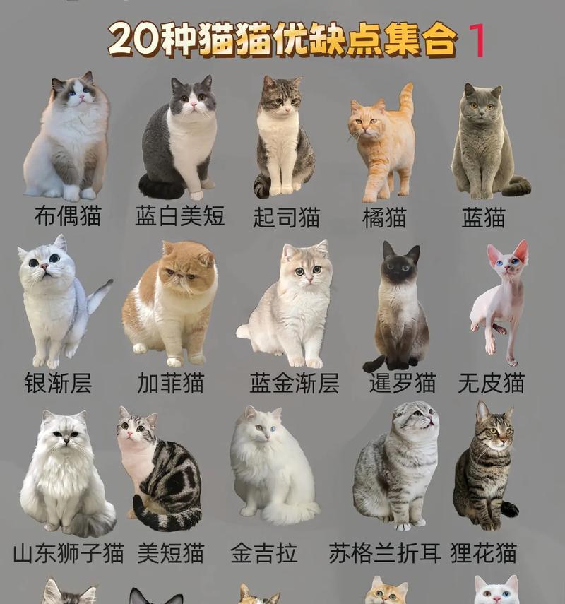 探秘猫的品种及价格（了解猫的品种多样性，为你的宠物选择提供指南）