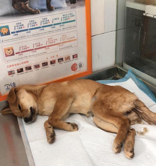 狗狗细小病毒检查后需要等待多久才能洗澡？（洗澡时间影响狗狗细小康复速度的关键因素）