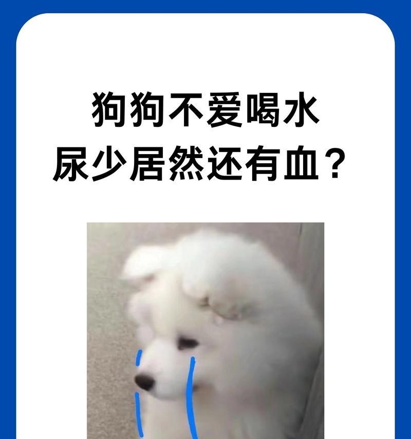 狗狗多久可以不喝水？（了解狗狗不喝水的时间和原因，）