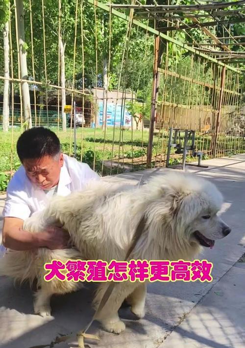 狗狗配种的最佳时间（探寻宠物狗多久可以进行配种的最佳时机）