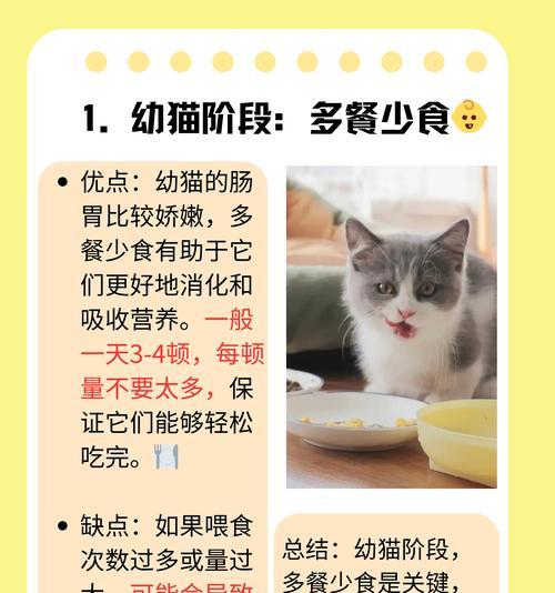 猫绝育手术后禁食时间及注意事项（绝育手术后禁食时间需根据猫咪个体情况灵活调整）
