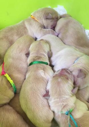 金毛幼犬断母乳的最佳时机及方法（了解金毛幼犬断母乳的关键时期和正确方式，助力宝宝健康成长）