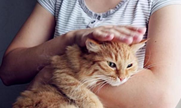 猫咪互动（揭秘猫咪最喜欢的亲密接触方式）