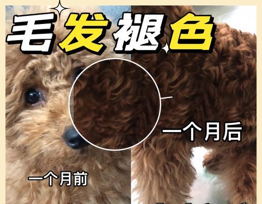 狗狗剃毛后多久能长好？（解析狗狗剃毛后恢复时间及护理方法）