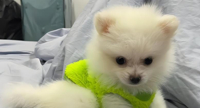 以荼杯犬（探寻以荼杯犬的长寿之道）