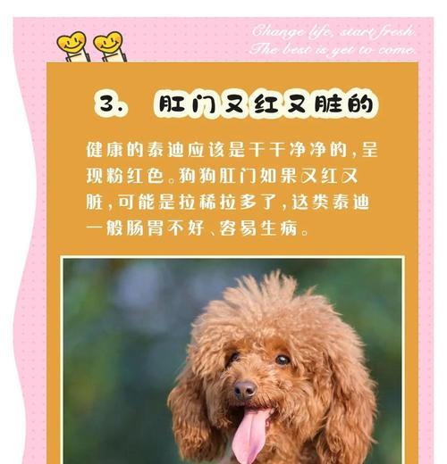 如何让泰迪犬变得特别听话（八个动作助你培养顺从泰迪）