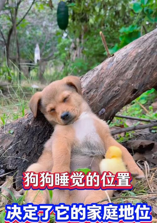 狗狗的睡眠时间有多长？（揭秘狗狗一次性睡眠的奥秘）