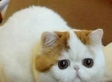 猫咪叫春的周期及特点（揭秘猫咪叫春的神秘秘密）