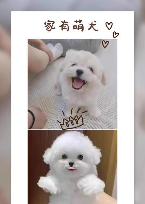 卷毛比熊犬的寿命有多长？（了解卷毛比熊犬寿命的关键因素）