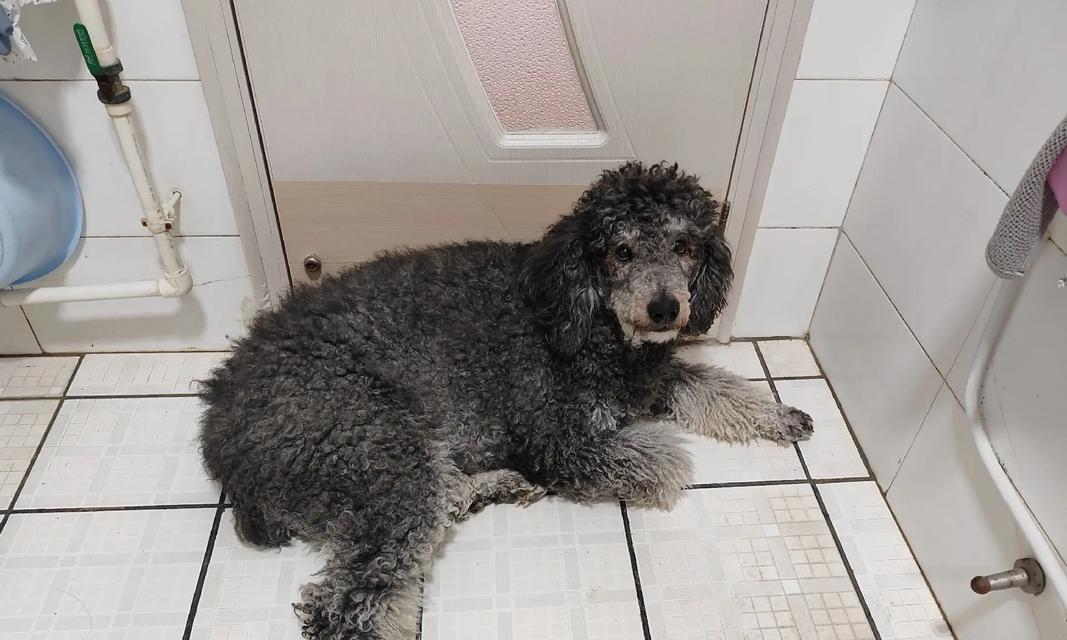 巨型贵宾犬洗澡的最佳频率与方法（保持巨型贵宾犬健康和干净的关键）