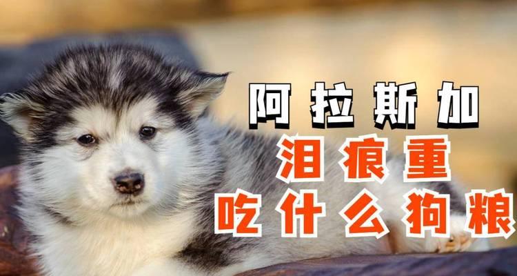 成年阿拉斯加的饮食需求（合理掌握狗粮摄入量，关注阿拉斯加饮食的细节）