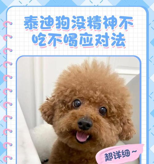 泰迪总是舔爪子的原因和解决方法剖析（探究泰迪舔爪子的可能原因及如何解决这一问题）