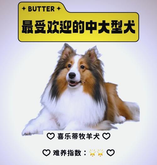 大型犬洗澡时间究竟需要多久？（了解适合大型犬洗澡的时间长度及关键要素）
