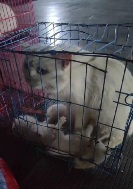 母猫下崽后多久能再次配种？（了解母猫配种周期及注意事项）