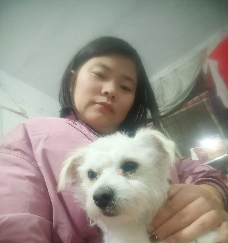 乖巧可爱的犬种大揭秘（探究比较乖巧的犬种及其特点）