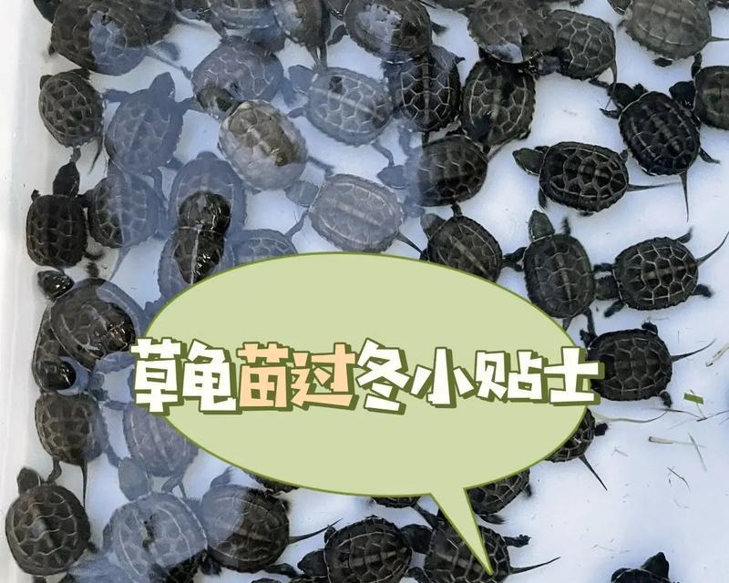 湿毛巾冬眠法（探索草龟冬眠的优缺点及湿毛巾冬眠法的关键）