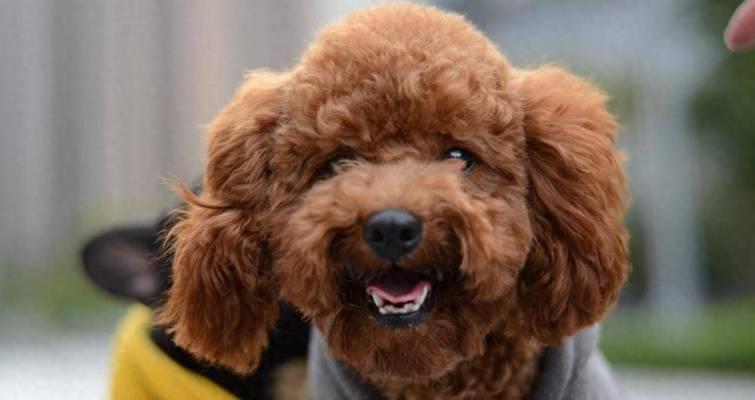 贵宾犬——优点、缺点及智商分析（了解贵宾犬的特点和智商水平，选择最适合自己的宠物伴侣）