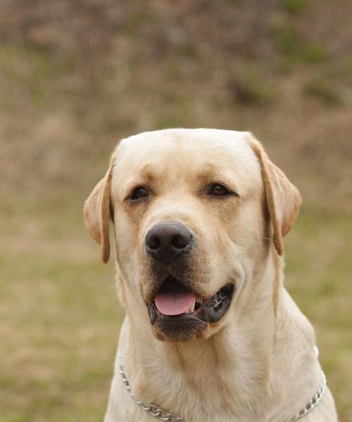 小中型猎犬（探索小中型猎犬的特点和养护技巧）
