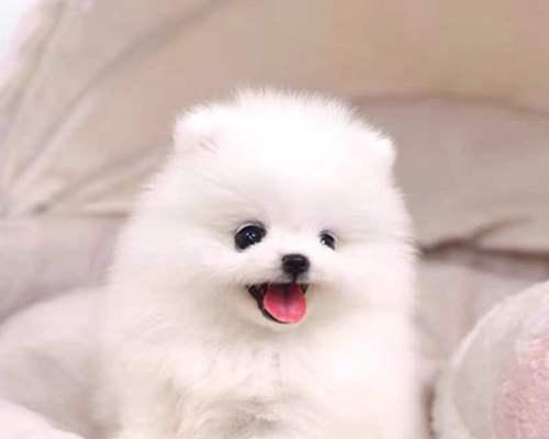探索茶杯犬的奇妙世界（了解茶杯犬的种类与特点）