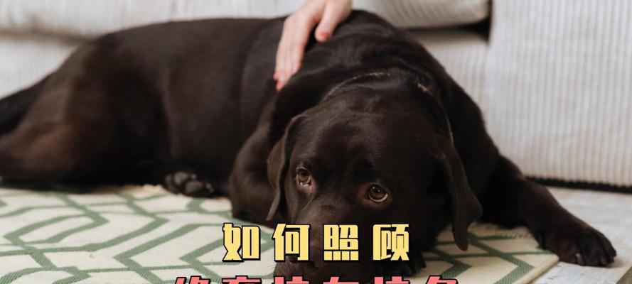 公狗绝育后恢复时间及注意事项（探究公狗绝育手术后的恢复周期和护理方法）