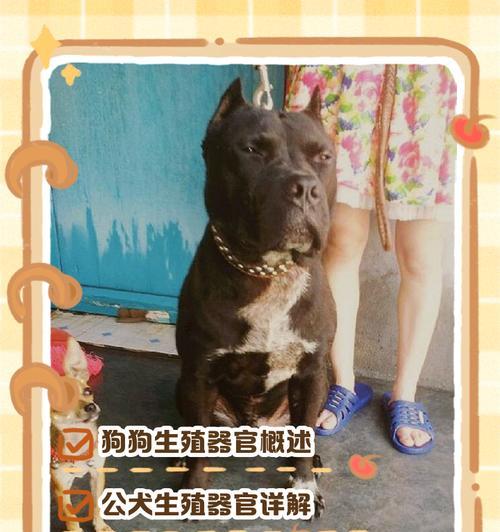 探秘狗的内脏骨（解析狗的内脏骨构成，揭示其在狗的生理功能中扮演的角色）