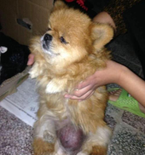 走丢的泰迪犬怎么找回来？（以泰迪犬走丢了怎么办？这几个地方找找，很大机会能找到的！）