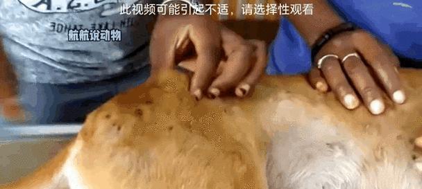 狗狗寄生虫（宠物狗寄生虫的危害与预防措施）
