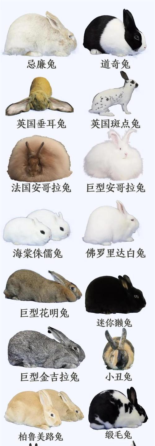 兔子的养殖与习性（掌握这几点并不复杂，轻松打造幸福的兔子家庭）